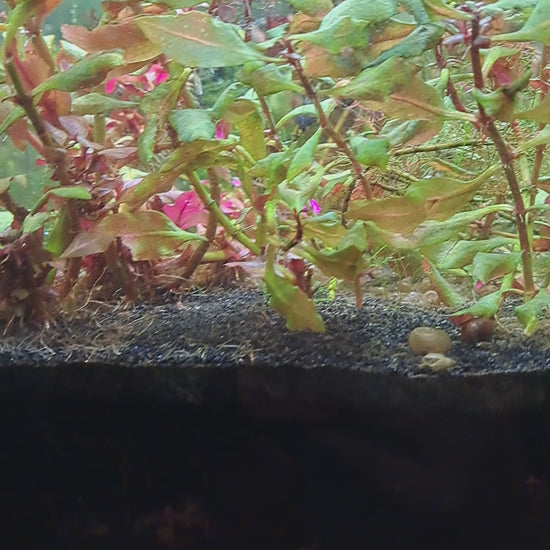 Home aquarium with red and green plants featuring Paraphanius mento Zengen males and females