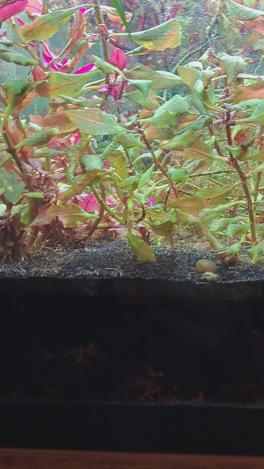 Home aquarium with red and green plants featuring Paraphanius mento Zengen males and females