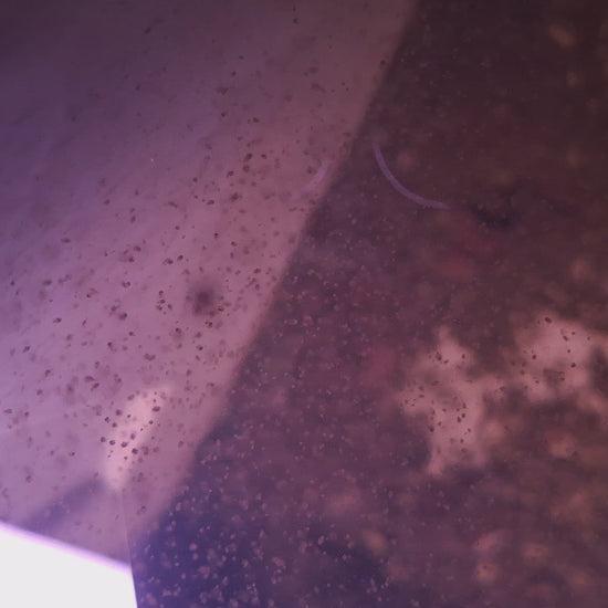 Closeup of a Ceriodaphnia dubia culture showing hundreds of ceriodaphnia swimming