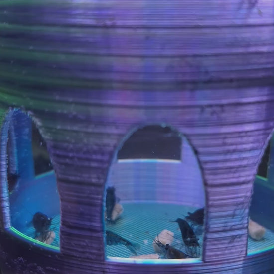 Watch the mesmerizing Floating Shrimp Gazebo Feeder, crafted from Aceaddity's tri-color silk PLA, as it gently bobs in an Aquatop 6g bookshelf tank. In this tranquil underwater scene, blue, yellow, and purple hues blend as hungry Blue Dream neocaridina shrimp flock to feast on 'Shrimpee' by Xtreme Aquatic Foods. This must-have item for shrimp enthusiasts showcases both form and function, enhancing the beauty and health of your miniature aquatic world.