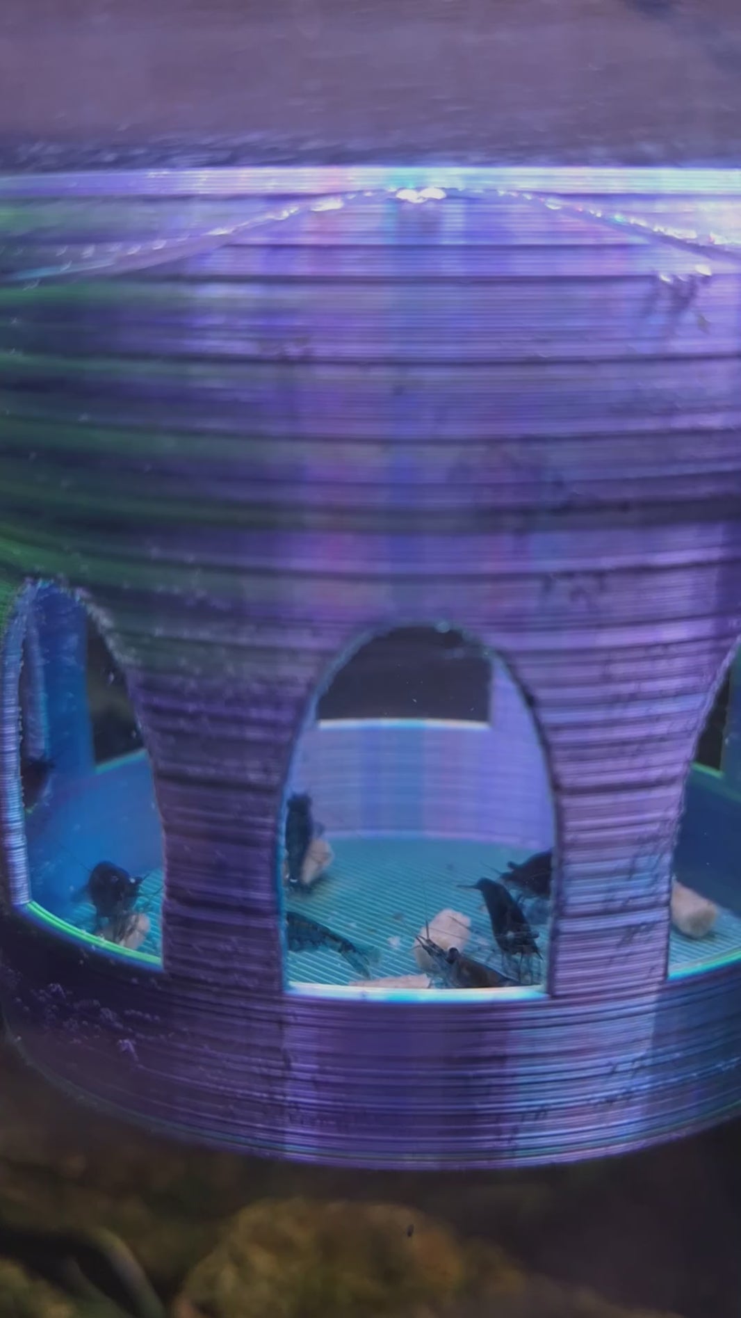 Watch the mesmerizing Floating Shrimp Gazebo Feeder, crafted from Aceaddity's tri-color silk PLA, as it gently bobs in an Aquatop 6g bookshelf tank. In this tranquil underwater scene, blue, yellow, and purple hues blend as hungry Blue Dream neocaridina shrimp flock to feast on 'Shrimpee' by Xtreme Aquatic Foods. This must-have item for shrimp enthusiasts showcases both form and function, enhancing the beauty and health of your miniature aquatic world.